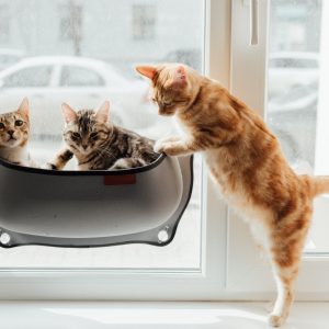 Advertising Video Production