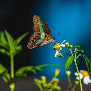 Brand Strategy Visuals