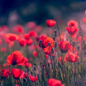 Corporate Brochure Photography